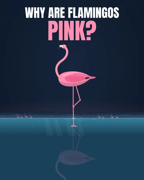 Why are flamingos pink?: video frame