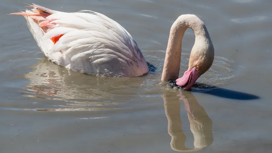 Pale greater flamingo with its bill turned upside down in the water, a pink patch showing on its wing