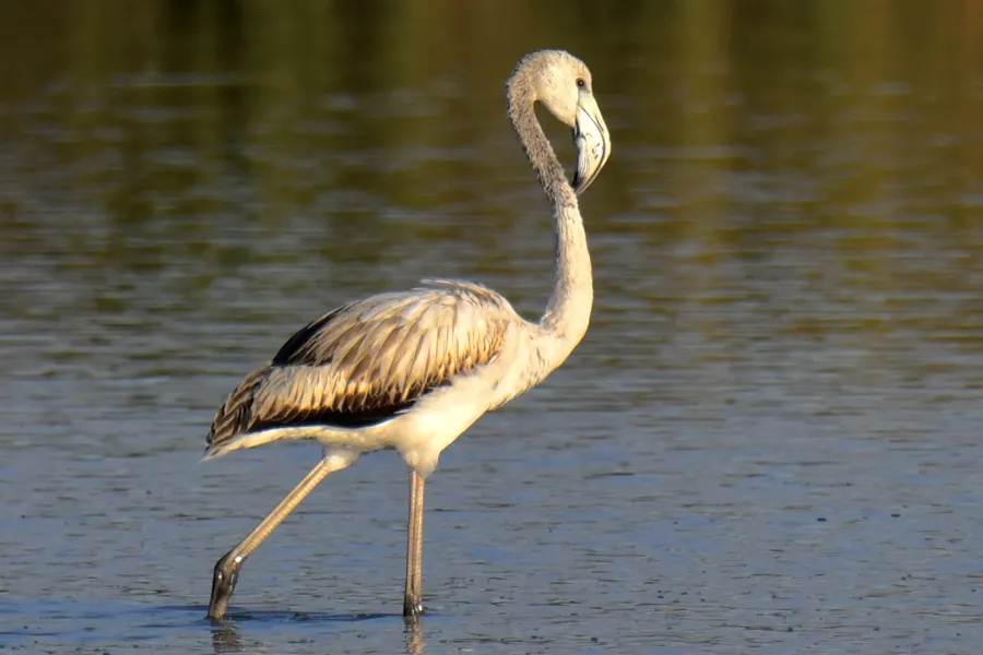 Young greater flamingo with white and gray-brown feathers wading in shallow water